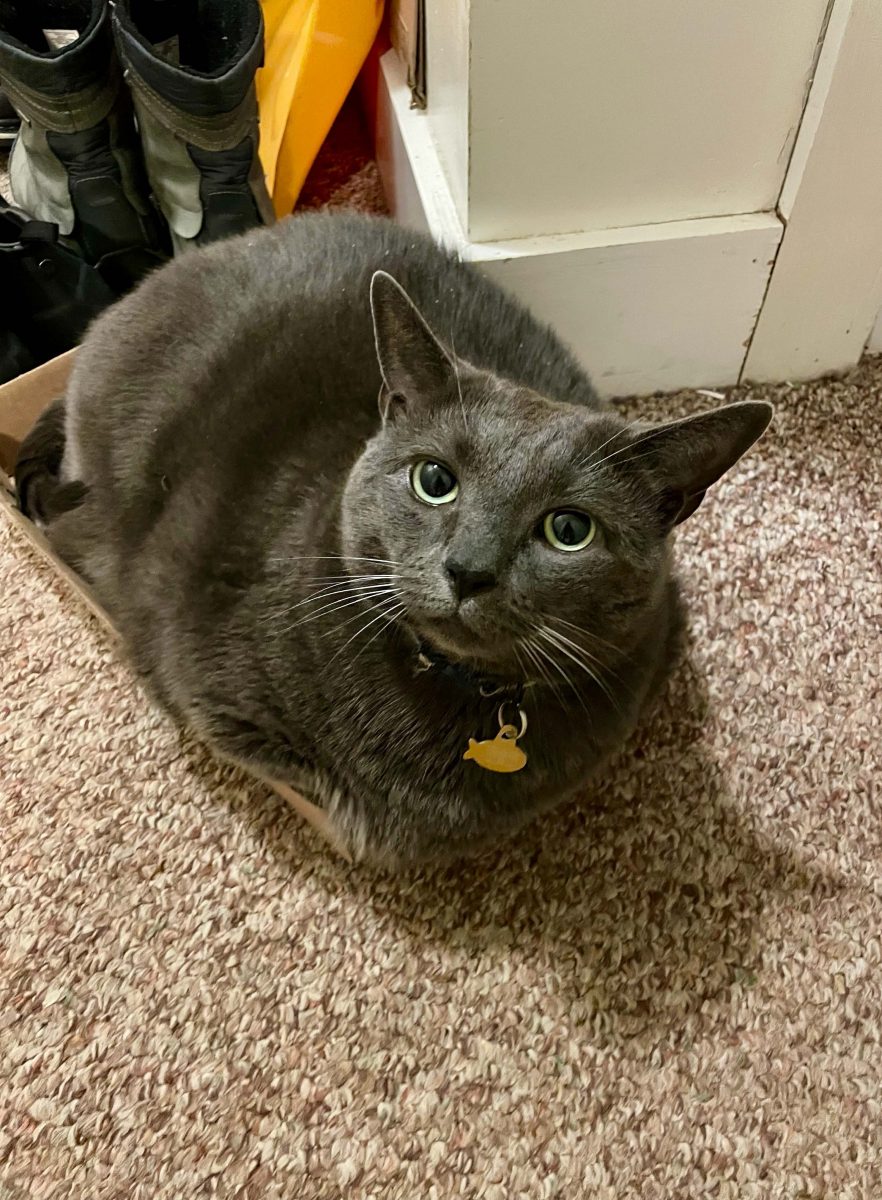 Grey can named 'Ash' sitting in a box