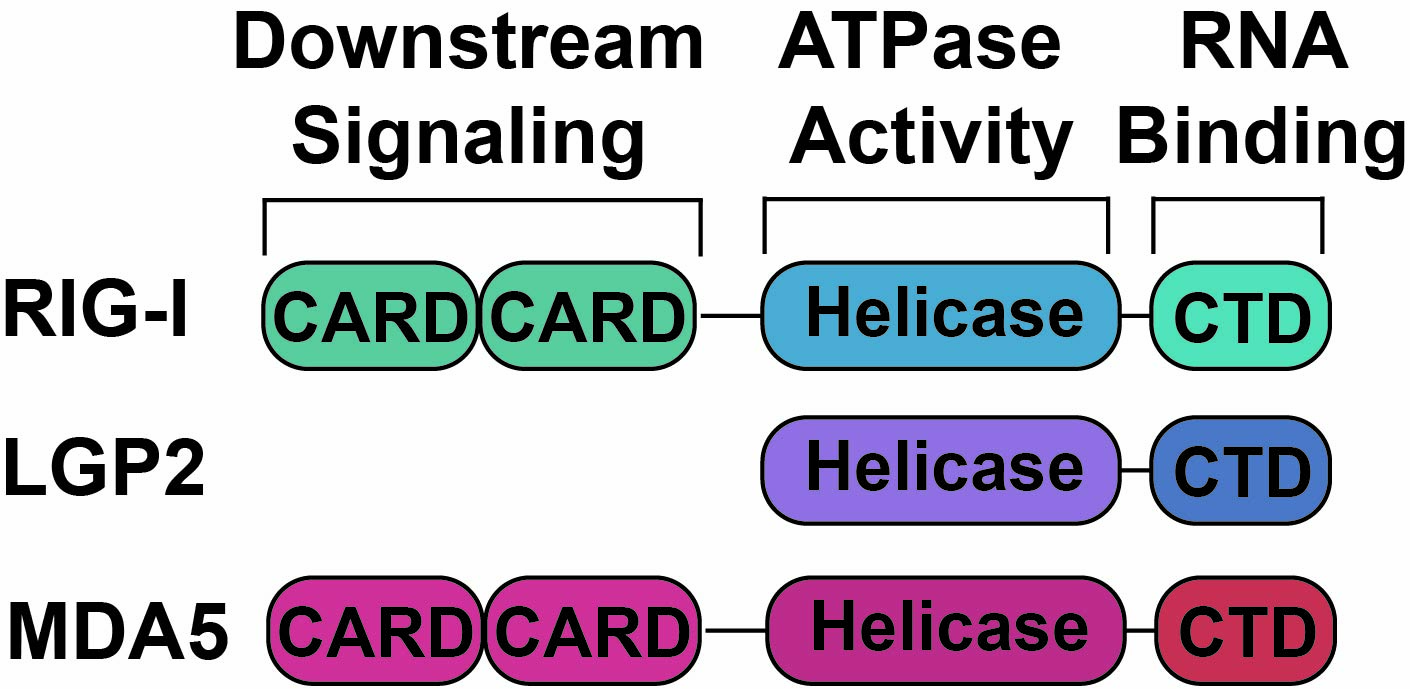 Cartoon of the RIG-I-like receptor family domains