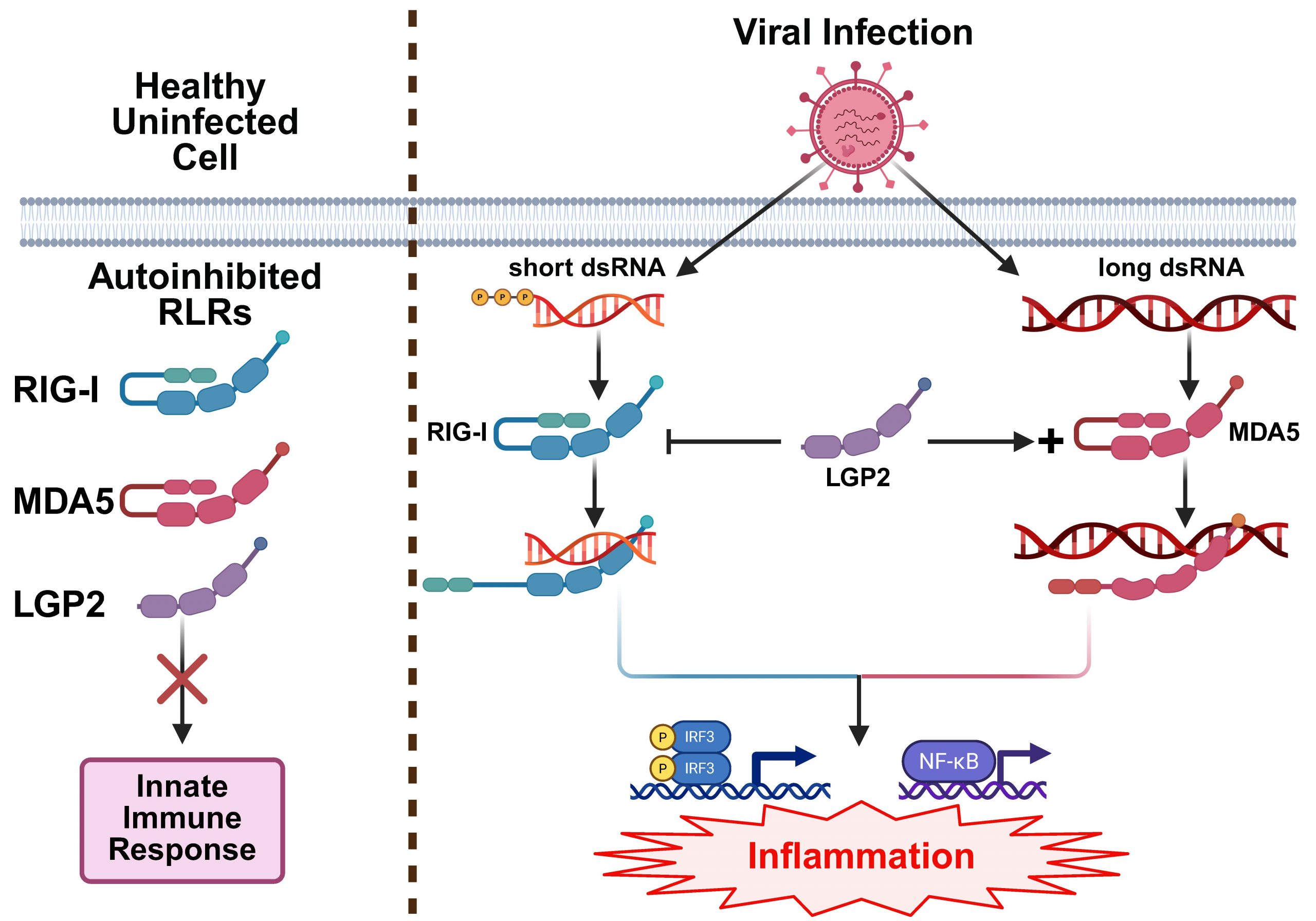 Cartoon depicting the RLR signaling scheme
